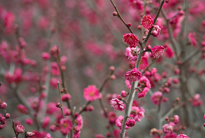 Blossoms