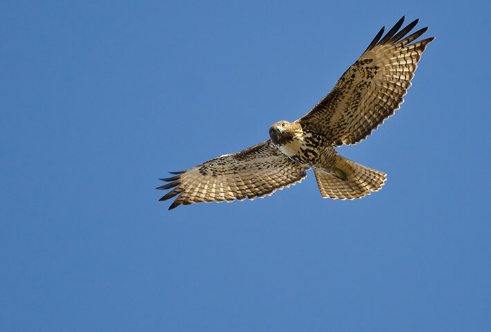 Hawk flying